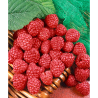 Rubus idaeus ´Heritage´ / Maliník červený, keř, K9