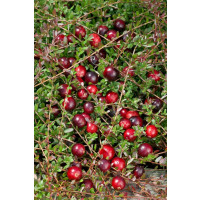 Vaccinium vitis-idaea ´Red Pearl´ / Brusinka, K11