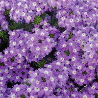 Verbena Vera® Lavender / Železník kompaktný, K7