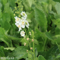 Verbascum phoeniceum 'Flush of White'/ Divizna , K9
