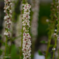 Verbascum nigrum 'Album'  / Divizna , K9
