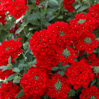 Verbena ´Estrella Red´  / Železník, bal. 6 ks sadbovačů