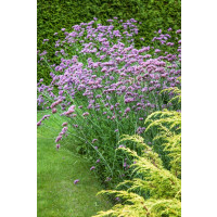 Verbena bonariensis / Sporýš argentinský, K9