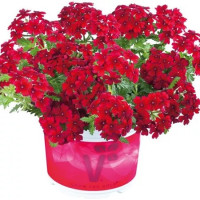 Verbena Vectura®´Dark Red´/ Železník kompaktný, K7