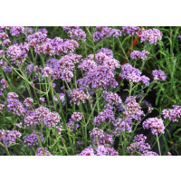 Verbena bonariensis ´Royal Dreams´/ Sporýš argentinský, K9