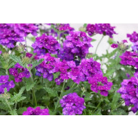 Verbena pac® Vera Deep Blue / Železník, bal. 6 ks, 6xK7