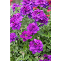 Verbena pac® Vera Deep Blue / Železník, K7
