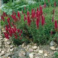 Veronica spicata ´Heidekind Rosea´ / Rozrazil klasnatý růžový, C1,5