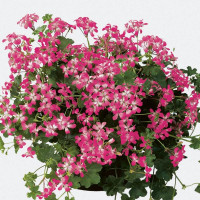 Pelargonium p. ´Ville de Paris Bicolor´ / Muškát převislý, K7