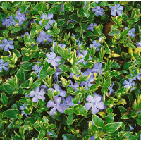 Vinca minor ´Aureovariegata´ / Barvínek menší  / Brčál, C1,5
