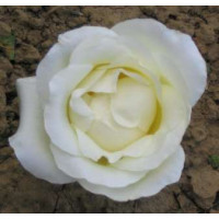Rosa ´Climbing Virgo´ / Růže popínavá bílá, keř, BK