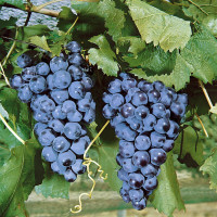 Vitis vinifera ´Muscat Blue´ / Hrozny / Réva vinná modrá, C2