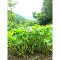 Wasabia japonica BIO / Wasabi / Japonský křen, K12