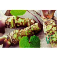 Wasabia japonica ´Mephisto® Red´ / Wasabi / Japonský křen, K12