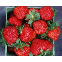 Fragaria ananassa ´Wendy´ / Jahoda raná, bal. 10 ks, VK