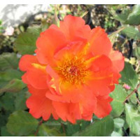 Rosa ´Westerland Orange´ / Růže popínavá, keř, BK