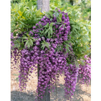 Wisteria sinensis ´Violacea Plena´ / Vistárie fialová, 60-80 cm, C2