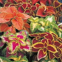 Coleus ´Wizard Mix´/ Koleus / Okrasná kopřiva, bal. 3 ks, 3x K7