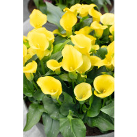 Zantedeschia ´Summer Sun´  / Kala, Kornoutice, 14/16