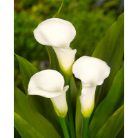 Zantedeschia ´Crystal Clear´ / Kala, Kornoutice, 14/16