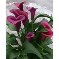 Zantedeschia ´Durban´ / Kala, Kornoutice, 14/16