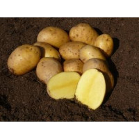 Solanum Tub. ´Agria´ / Sadbové brambory žluté, středně rané, bal. 5 kg, I.