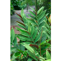 Zingiber officinalis / Zázvor lékařský, I.