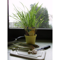 Cymbopogon citratus BIO / Citronová tráva, K12