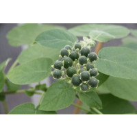 BIO Solanum abutiloides / Mini rajčenka, K12