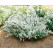 Deutzia gracilis / Trojpuk něžný , 30-40 cm, C1,5
