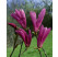 Magnolia ´Susan´ / Šácholan / Magnólie, 25-30 cm, K12