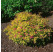 Spiraea jap. ´Golden Princess´ / Tavolník japonský, 20-30 cm, C1,5