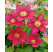 Clematis ´Crimson King´ / Plamének rudý, mladá r., K9