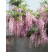 Wisteria floribunda ´Rosea´ / Vistárie květnatá, 125-150 cm, C5