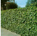 Hedera helix ´Hibernica´ / Břečťan popínavý, 20 - 30 cm, K9