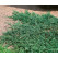 Juniperus horizontalis ´Wiltonii´ / Jalovec polehlý, 15-20 cm, K9