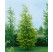 Metasequoia glyptostroboides / Metasekvoje čínská, 60-80 cm, C3