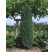 Taxus bacc. ´Fastigiata Robusta´ / Tis červený, 20-30 cm, C1