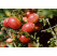 Vaccinium vitis-idaea ´Koralle´ / Brusinka pravá, 10-15 cm, K9