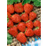 Fragaria ananassa ´Ostara´ (R) / Stáleplodící jahoda, bal. 6 ks, 6xK7
