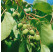 Actinidia arguta ´Issai´ / Drobnoplodé kiwi, 150 cm vyv., C2