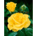 Rosa ´Mabella´ / Růže čajohybrid jemně žlutá, keř, BK