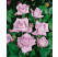 Rosa ´Sissi´ / Růže čajohybrid, keř, BK