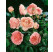 Rosa ´Abraham Derby´ / Růže čajohybrid, keř, BK