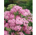 Achillea millefolium 'Lilac Beauty' / Řebříček obyčejný, C1