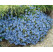 Campanula portenschlagiana / Zvonek dalmatský, K9