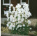 Campanula persicifolia ´Alba´ / Zvonek broskvolistý bílý, K9