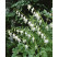 Dicentra spectabilis ´Alba´ / Srdcovka nádherná bílá, C1,5