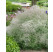 Gypsophila paniculata 'Bristol Fairy' / šater latnatý , K9