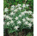 Leontopodium alpinum ´Everest´ / Protěž alpská, C1,5